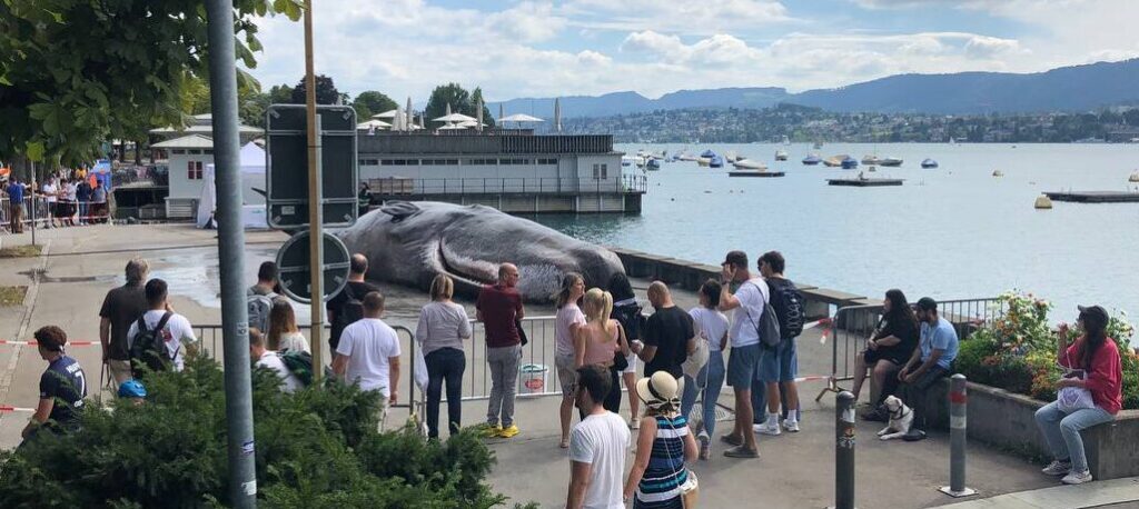 Wal in Zürich gestrandet
